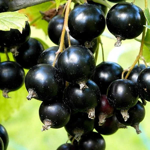 Купить саженцы черной смородины сорт бинар