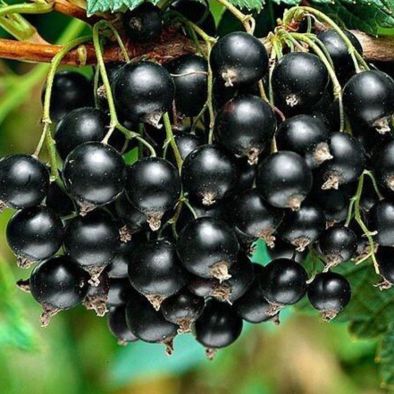 Купить саженцы черной смородины сорт белорусская сладкая