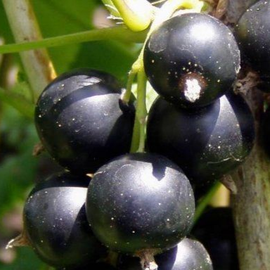 Купить саженцы черной смородины сорт Голубка