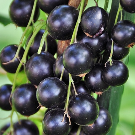 Купить саженцы черной смородины сорт Гуливер