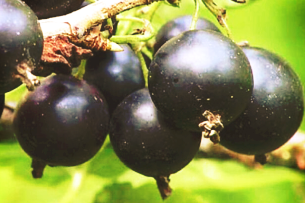 Купить саженцы черной смородины сорт Ленинградский великан