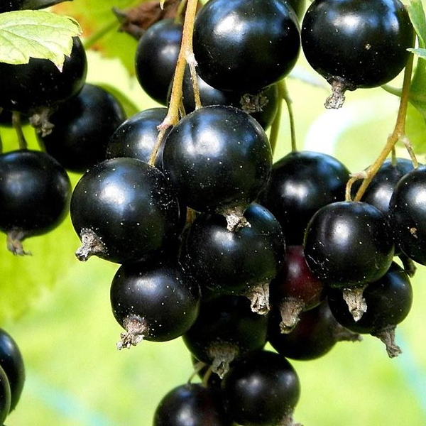 Купить саженцы черной смородины сорт бинар