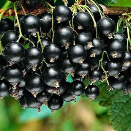 Купить саженцы черной смородины сорт Белорусская сладкая