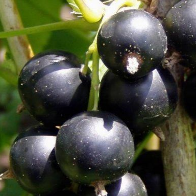 Купить саженцы черной смородины сорт Голубка