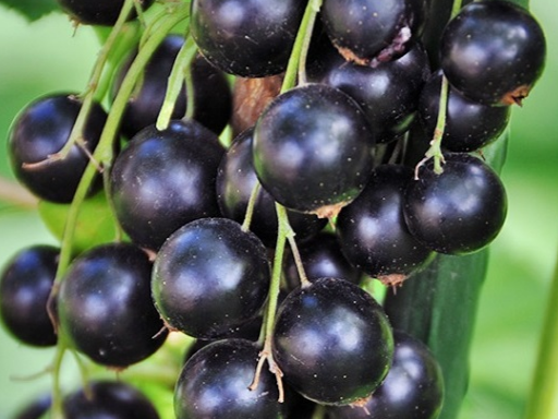 Купить саженцы черной смородины сорт Гуливер