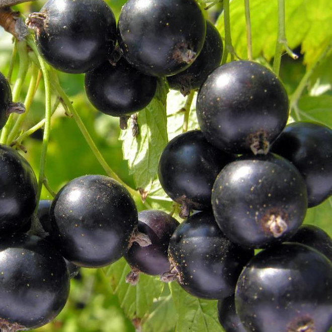 Купить саженцы черной смородины сорт Лентяй