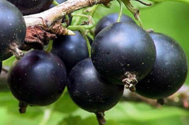 Купить саженцы черной смородины сорт Ленинградский великан