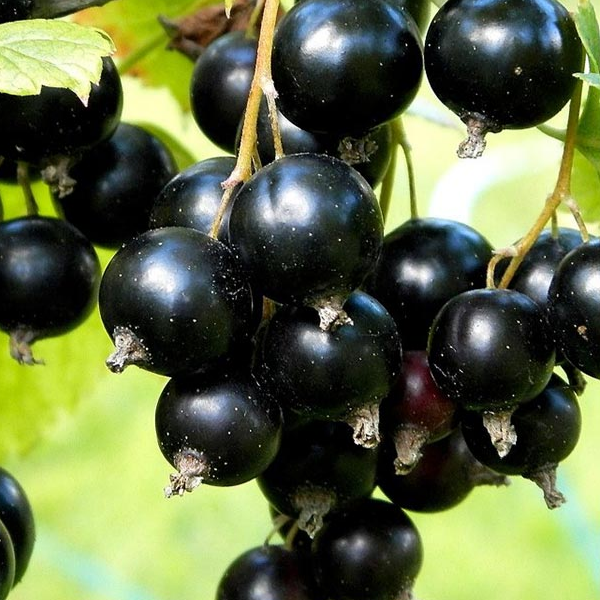 Купить саженцы черной смородины сорт Бинар