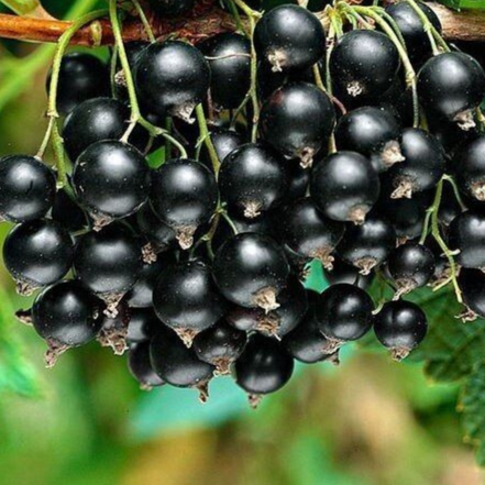Купить саженцы черной смородины сорт Белорусская сладкая