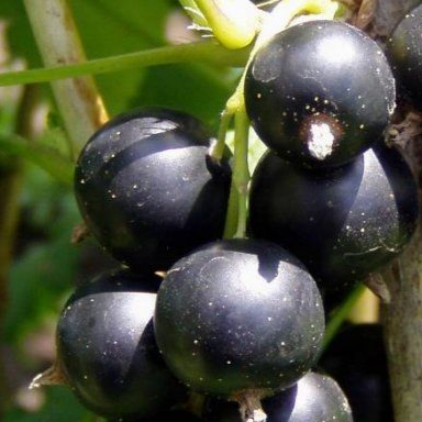 Купить саженцы черной смородины сорт Голубка