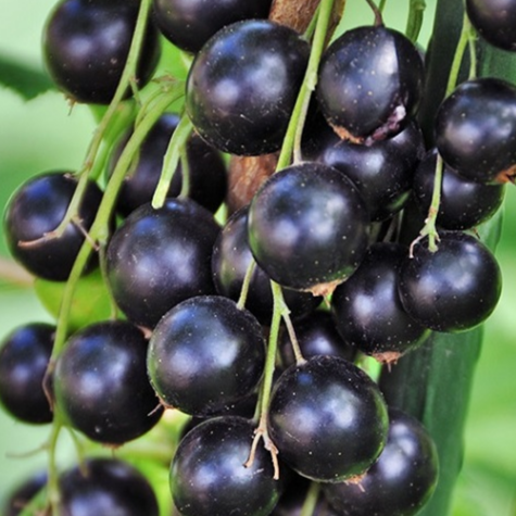 Купить саженцы черной смородины сорт Гуливер