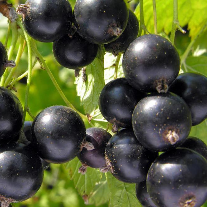 Купить саженцы черной смородины сорт Лентяй