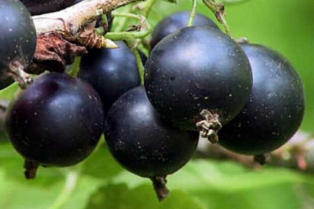 Купить саженцы черной смородины сорт Ленинградский великан