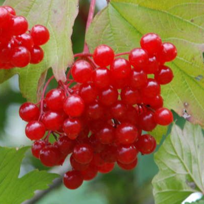 Купить саженцы калины 7 лет