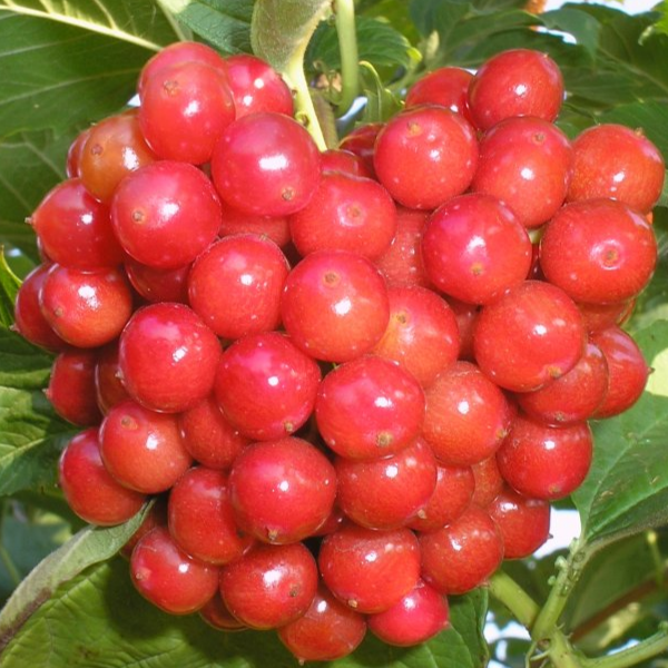 Купить саженцы калины 7 лет