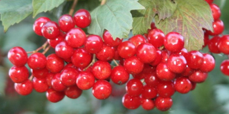 Купить саженцы калины 7 лет