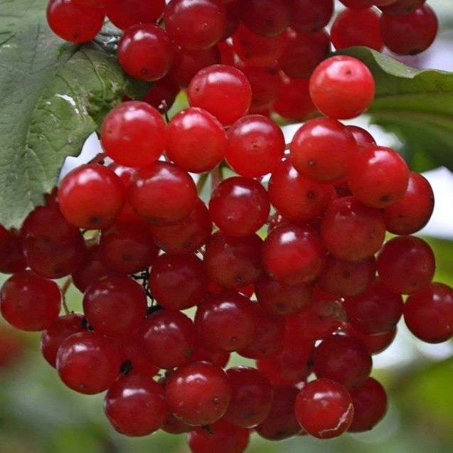 Купить саженцы калины 7 лет