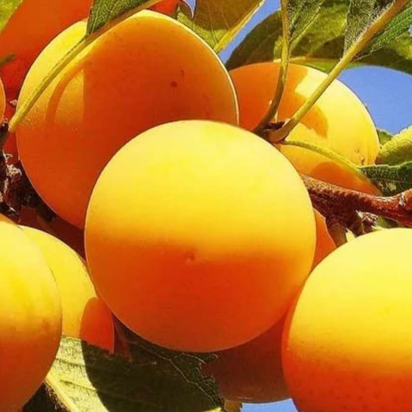 Купить саженцы сливы сорт медовая