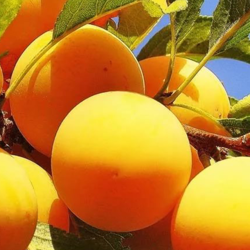 Купить саженцы сливы сорт медовая