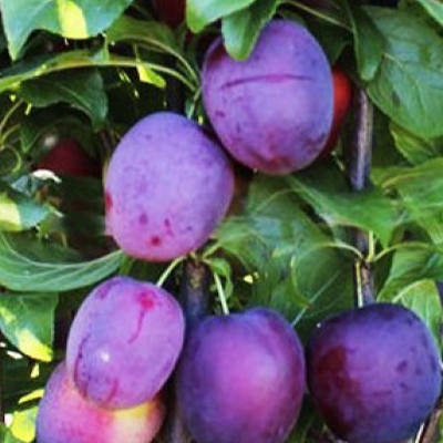 Купить Двухлетние саженцы колоновидной сливы Сорт Блю Свит