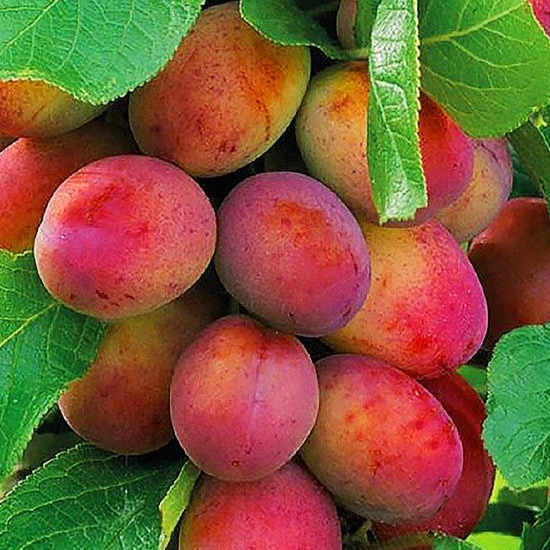 Купить Двухлетние саженцы колоновидной сливы Сорт виктория