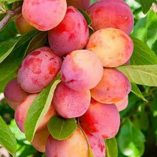 Купить Двухлетние саженцы колоновидной сливы Сорт Империал