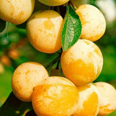 Купить Двухлетние саженцы колоновидной сливы Сорт Мирабелла