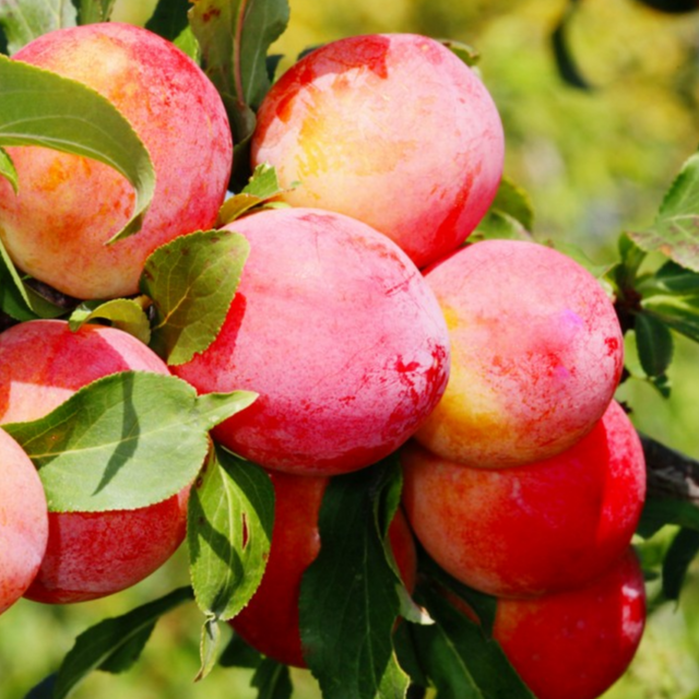 Купить Двухлетние саженцы колоновидной сливы Сорт Память Тимирязева