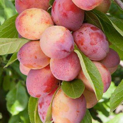 Купить Двухлетние саженцы колоновидной сливы Сорт Путешественница