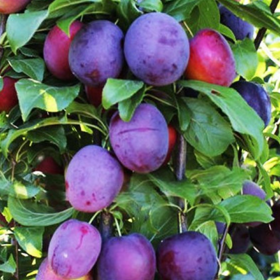 саженцы плодовых деревьев колоновидная черешня