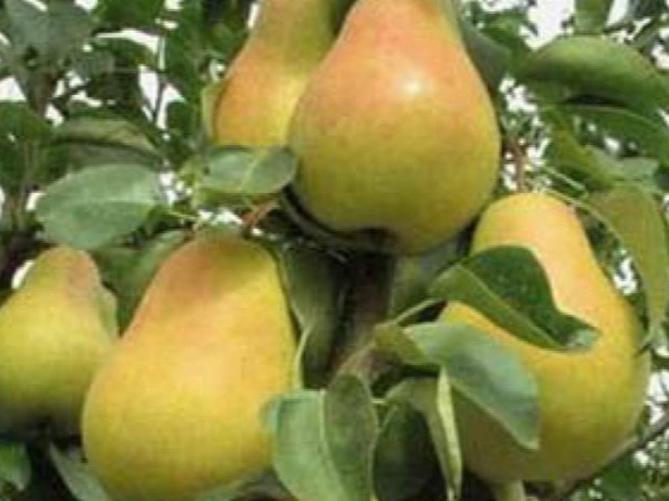 Купить Двухлетние саженцы колоновиднойгруши Сорт декора