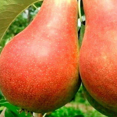 Купить Двухлетние саженцы колоновиднойгруши Сорт кармен