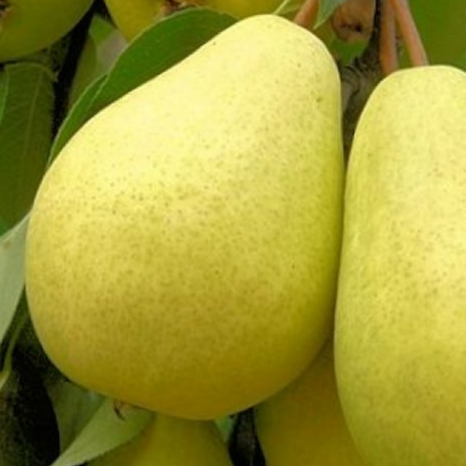 Купить Двухлетние саженцы колоновиднойгруши Сорт Медовая