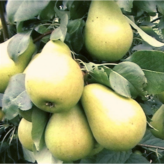 Купить Двухлетние саженцы колоновиднойгруши Сорт Найт Верт