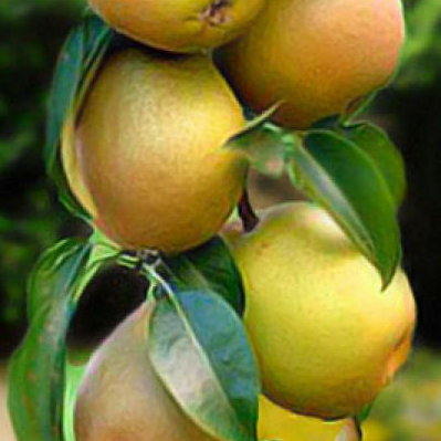 Купить Двухлетние саженцы колоновиднойгруши Сорт Санреми