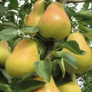 саженцы плодовых деревьев колоновидная  груша