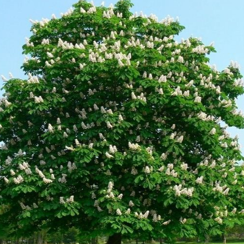 каштан конский купить саженцы