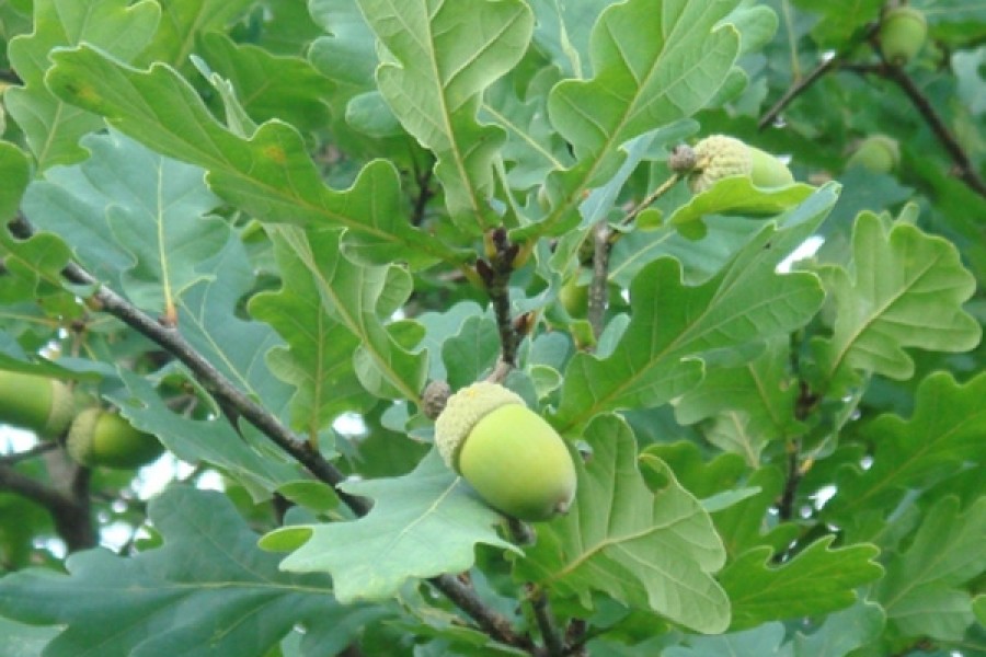 саженцы дуба