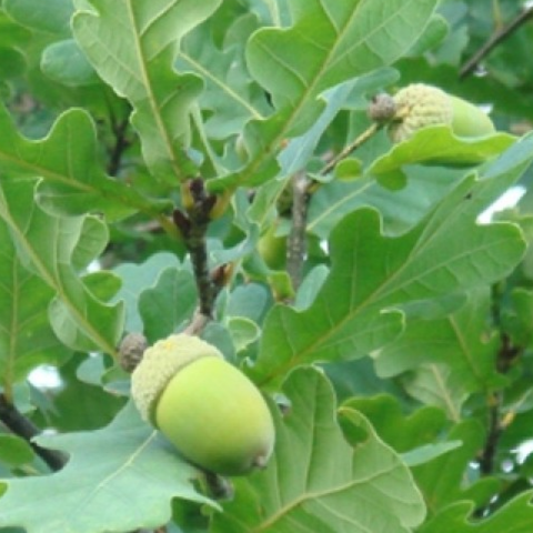 дуб черешчатый купить саженцы