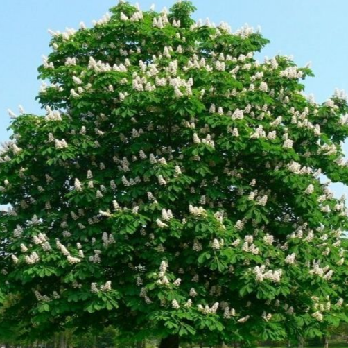 саженцы каштан конский