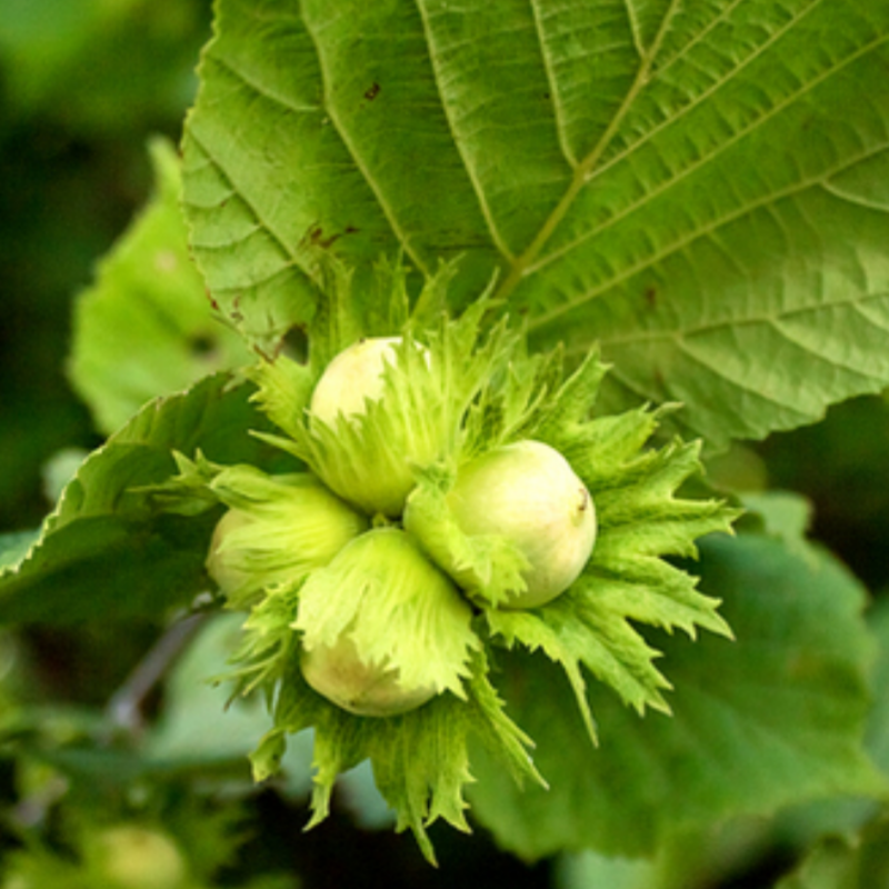 фундук купить саженцы