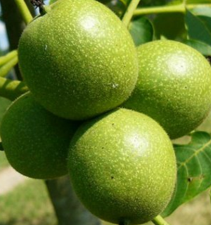 грецкий орех купить саженцы