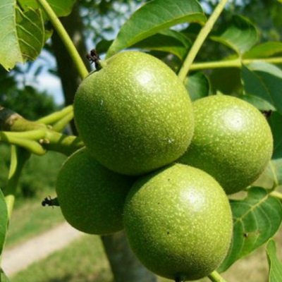 саженцы грецкий орех