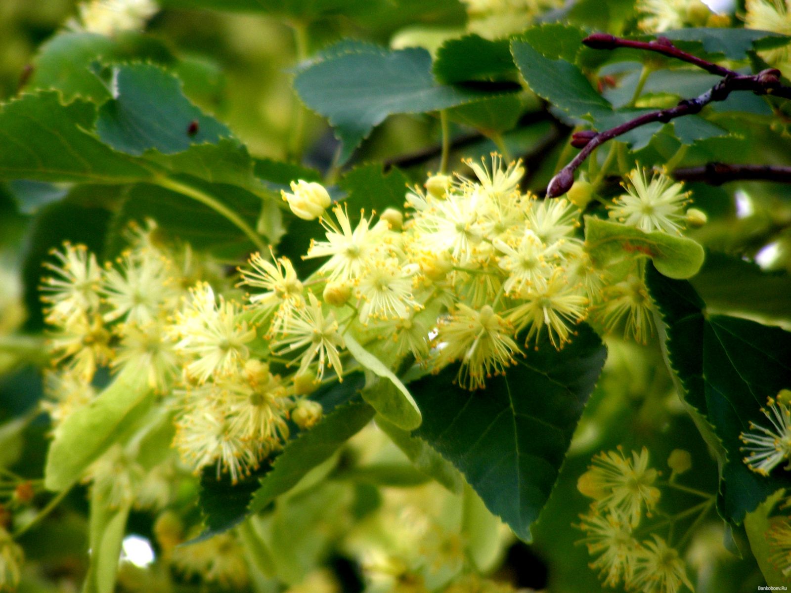 саженцы липа