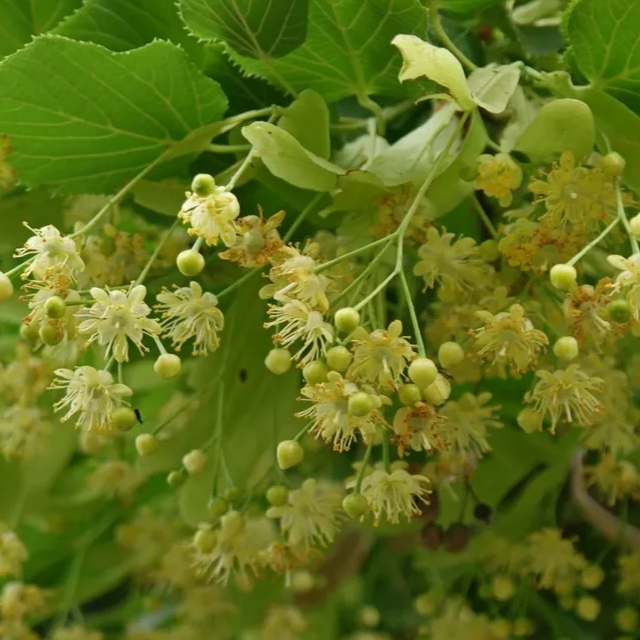 липа купить саженцы