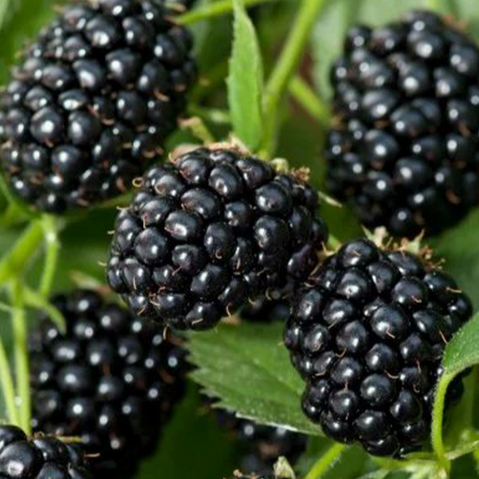 Купить саженцы ежевики 3 года