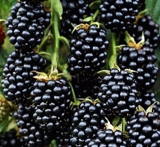 Купить саженцы ежевики 3 года