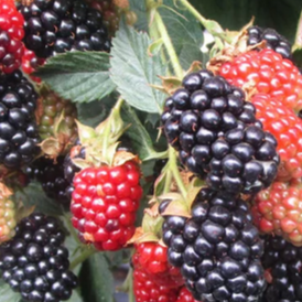 Купить саженцы ежевики 3 года