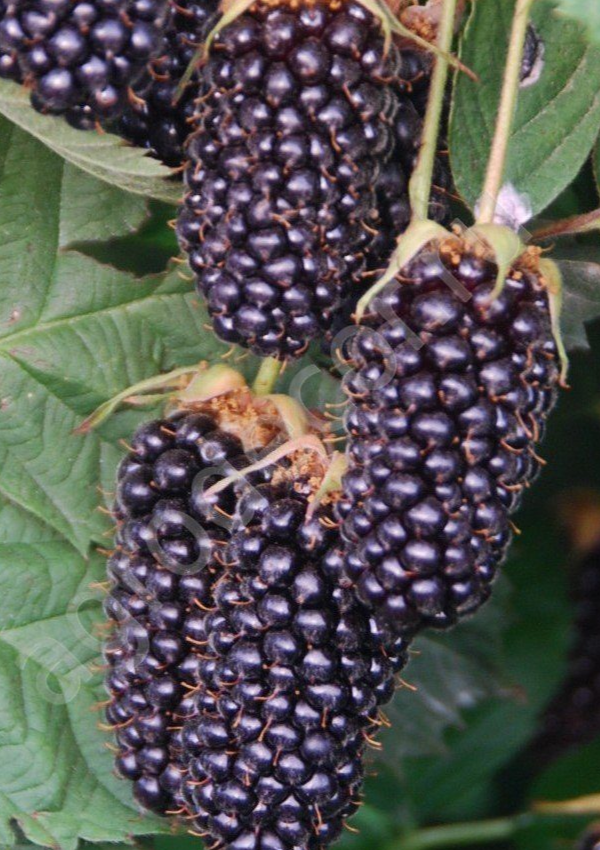 Купить саженцы ежевики 3 года