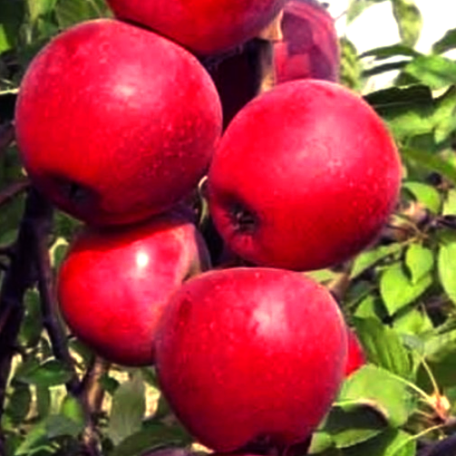 Купить Двухлетние саженцы колоновидной яблони Сорт арбат